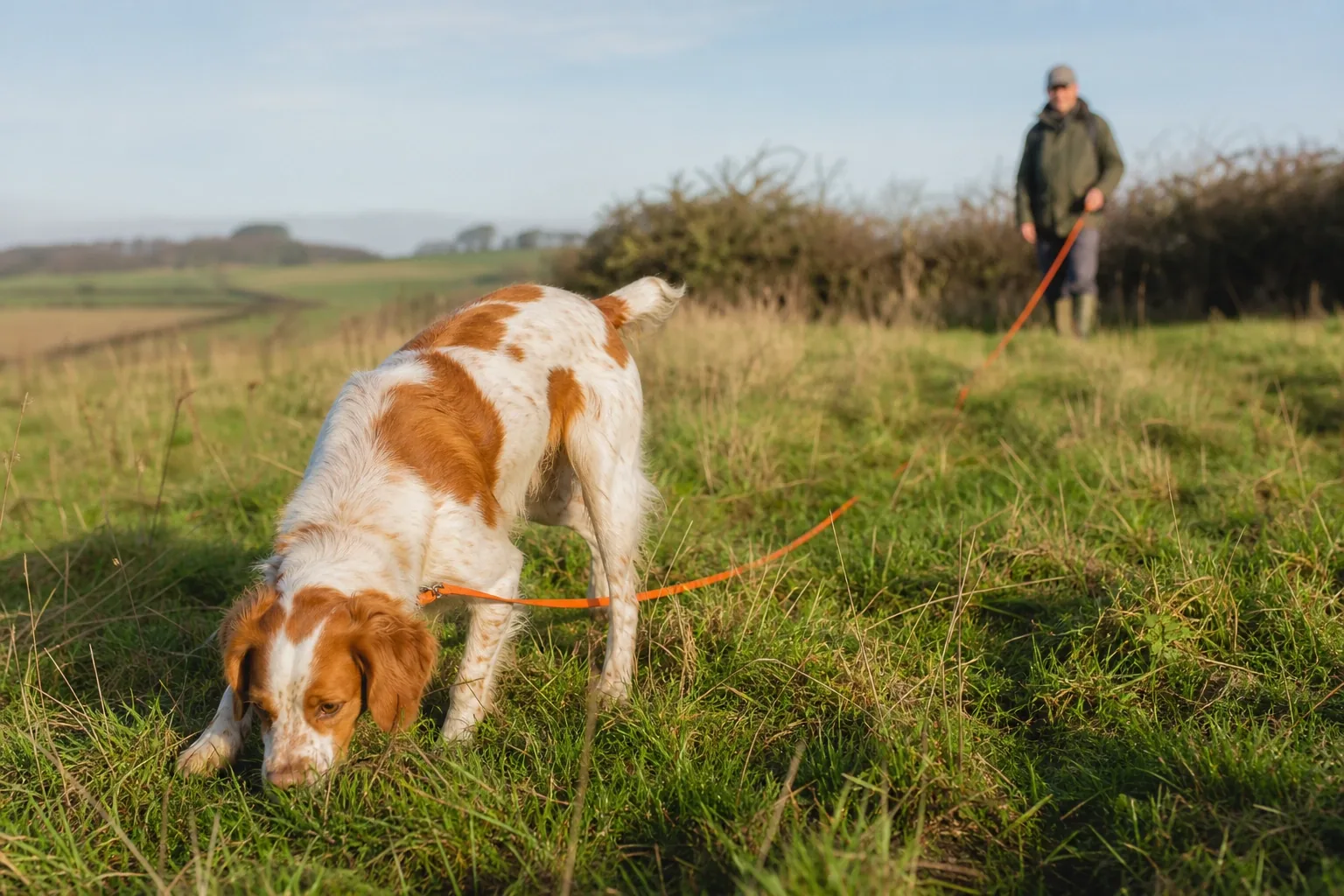 Épagneul Breton impegnato in una passeggiata olfattiva in campagna