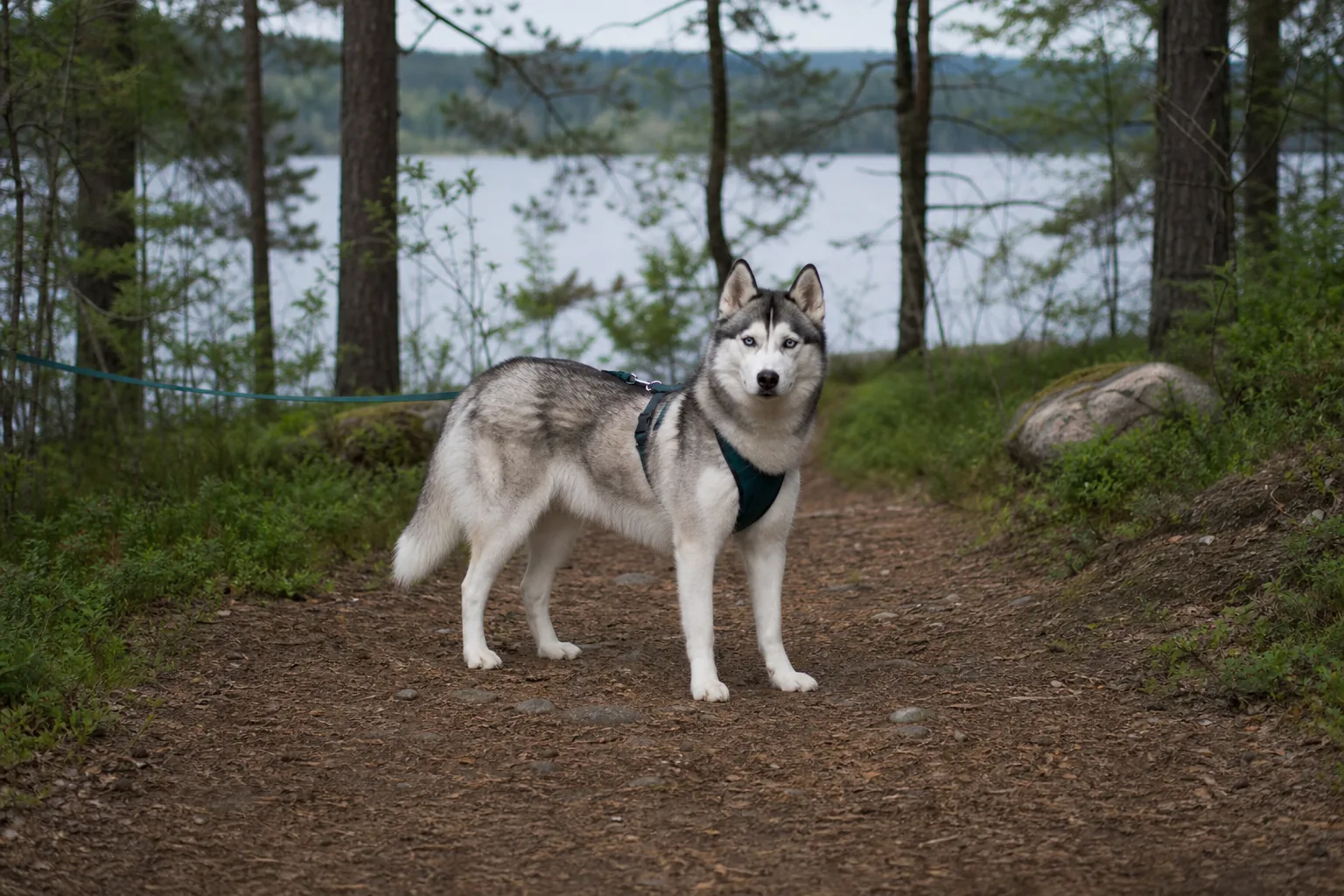 Siberian Husky: carattere, salute e gestione